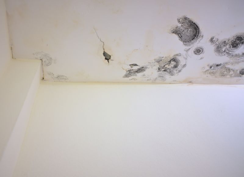 Attic Mold Remediation in Boca Raton, FL