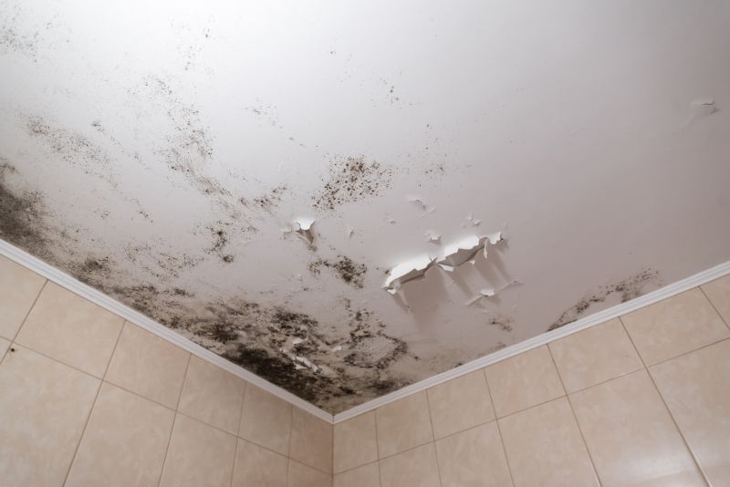 Attic Mold Removal in Frisco, TX