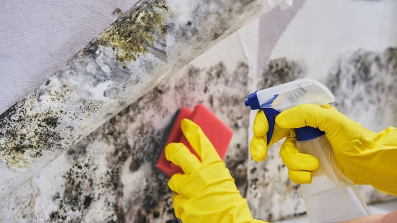Basement Mold Remediation in Bergen County, NJ