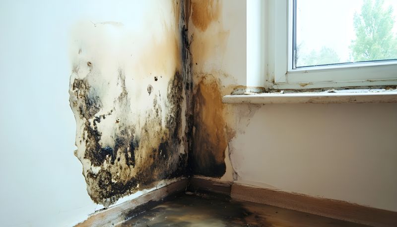 Basement Mold Remediation in Broward County, FL