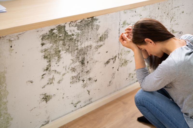 Black Mold Removal in Boca Raton, FL