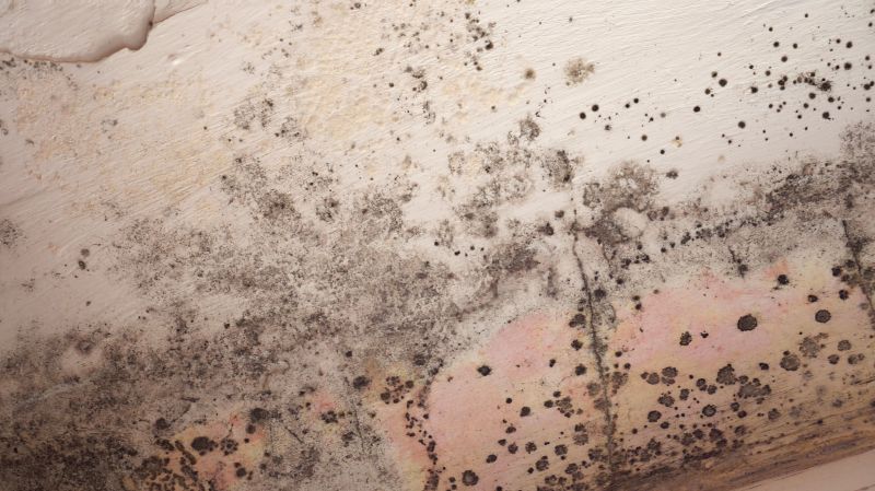 Ceiling Mold Removal in Bergen County, NJ