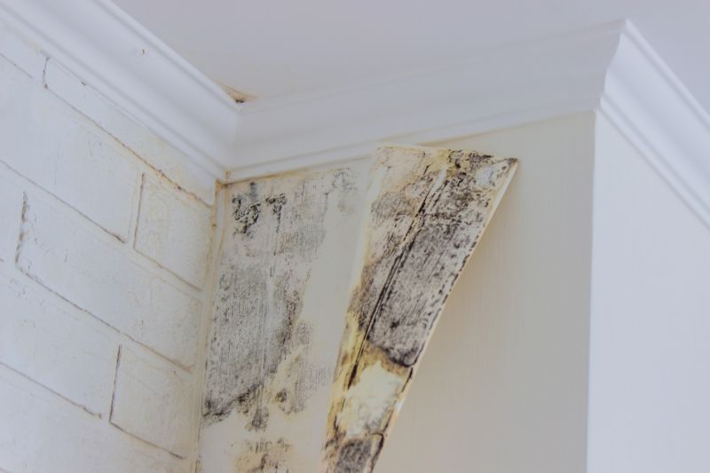 Crawl Space Mold Removal in Essex County, NJ