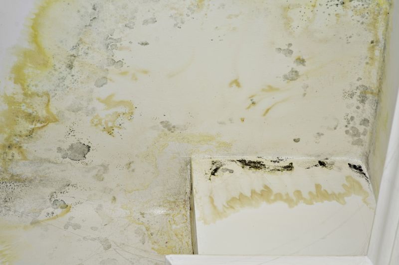 Mold Cleanup Service in Boca Raton, FL