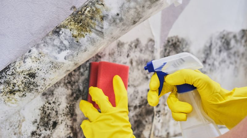 White Mold Mitigation in Bergen County, NJ